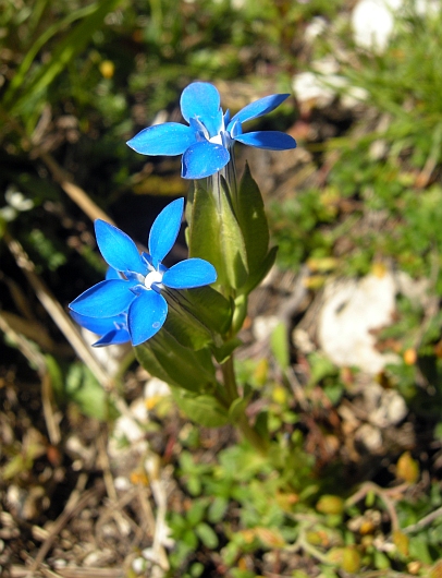 Gentiana utriculosa / Genziana alata